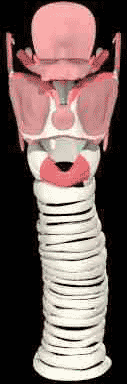 Le larynx vue de profile