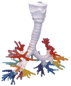 la trachée pulmonaire